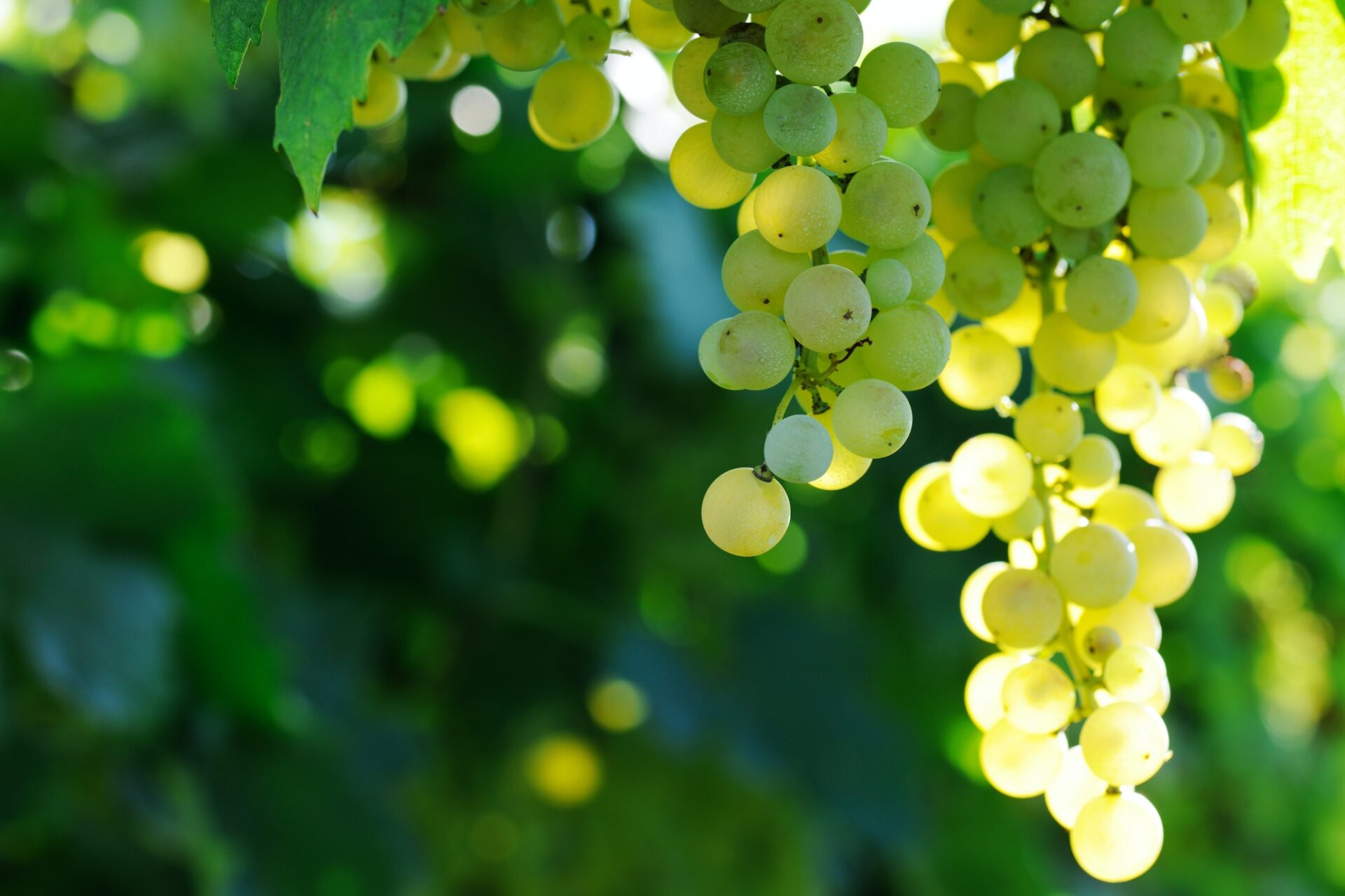 ripe grape
